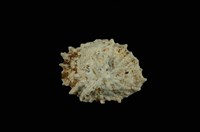 藏品(星笠螺)的圖片